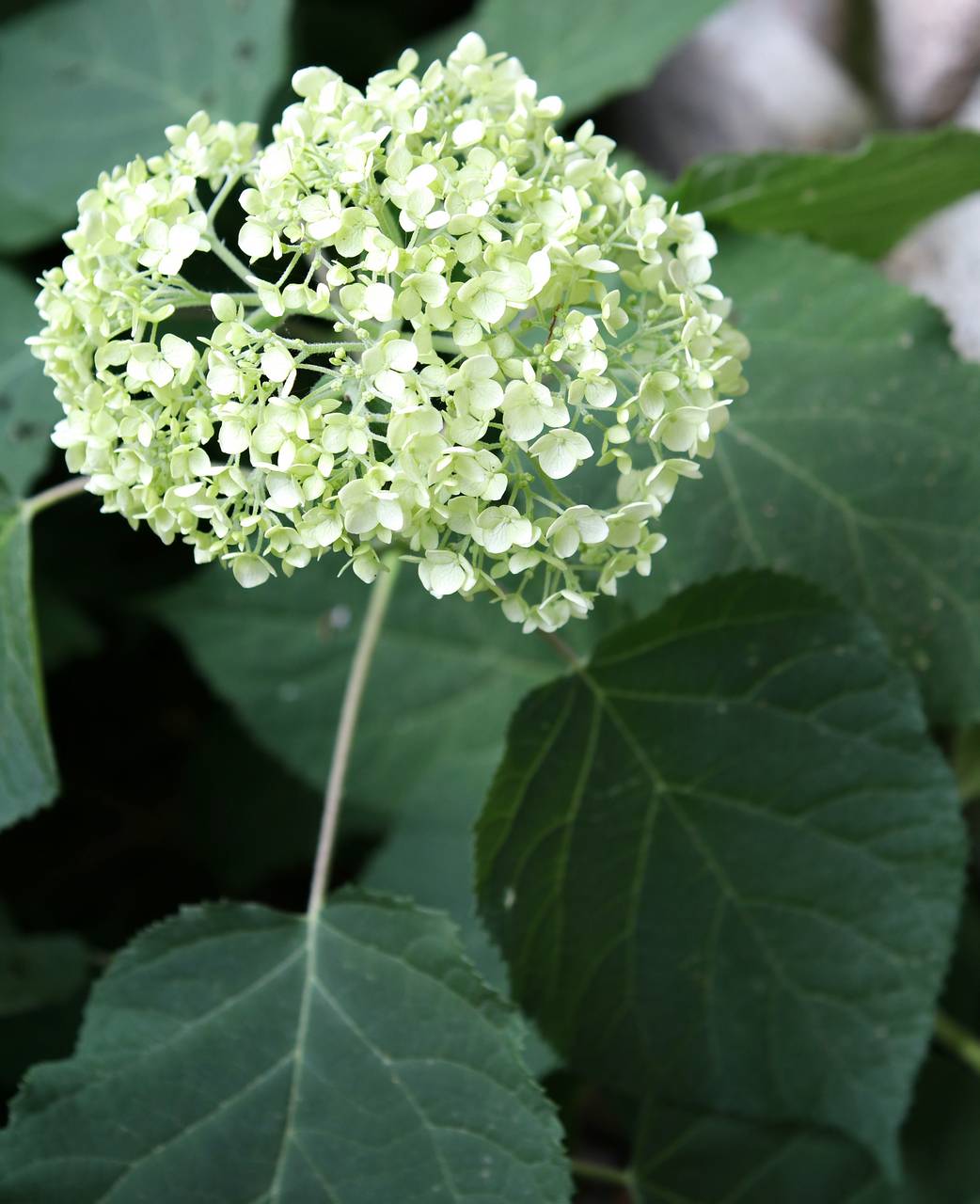 Photo of Smooth Hydrangea